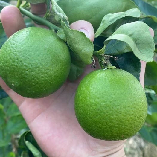 马关县塔西提