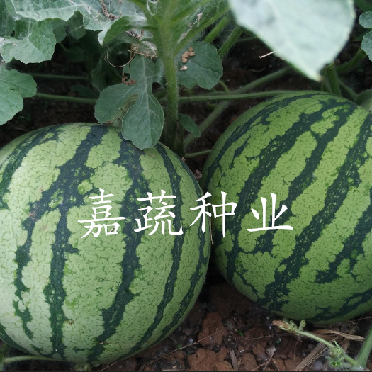 寿光市嫁接 直播8424西瓜苗 甜王西瓜苗 嫁接美都西瓜苗