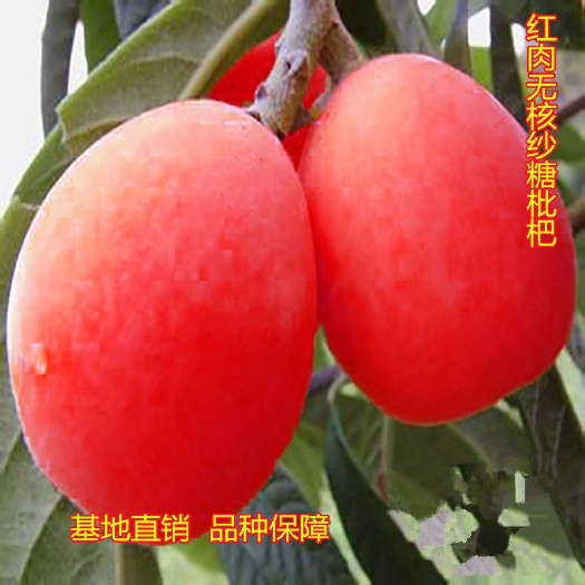 新品红肉砂糖无核国玉枇杷树苗嫁接无籽琵琶特大南北方四季种植