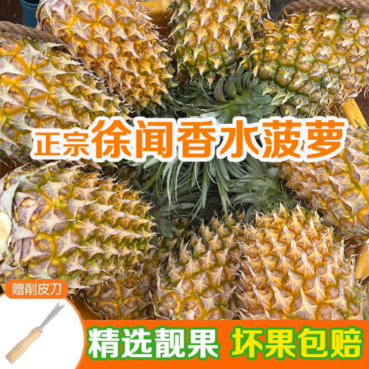 徐闻香水菠萝 树上自然熟 自家果园直发 新鲜现摘批发价