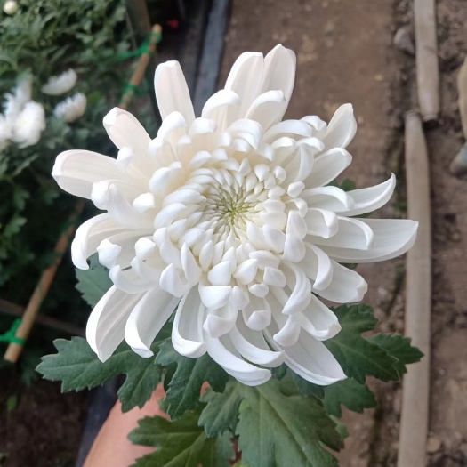 新沂市黄白菊花  自家基地直销 鲜切菊花 祭奠 扫墓 祭祖 清明