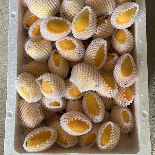 云霄县早钟六号枇杷