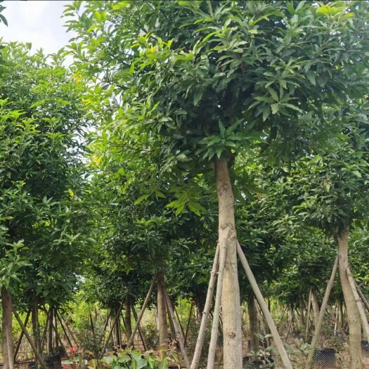 钦州扁桃树
