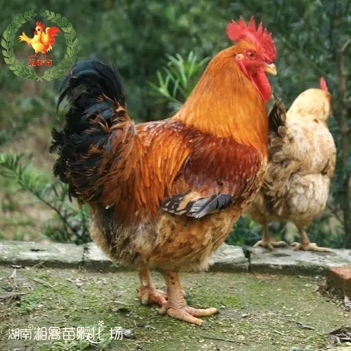 衡阳出售882鸡苗九斤红鸡苗长的大量大优惠