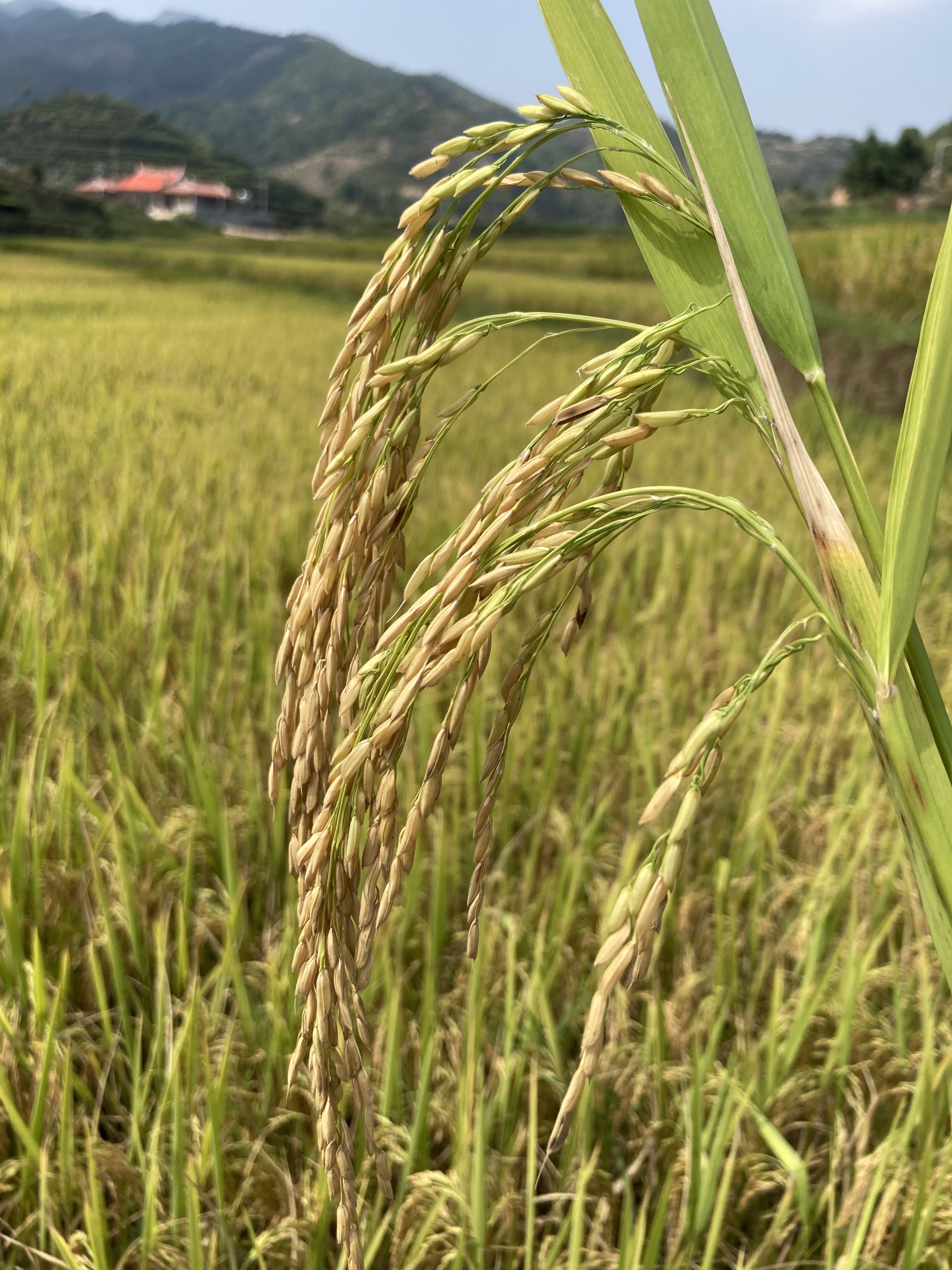 穎川紅優(yōu)質(zhì)高山農(nóng)家大米煮飯煮粥都好吃