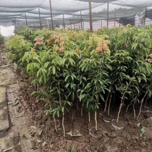 灵山县荔枝苗越州红品种营养袋苗