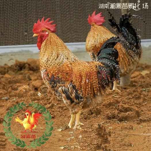 衡阳出售红芦花鸡苗小鸡雏公鸡适合放养量大优惠