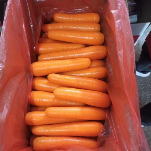惠来县胡萝卜