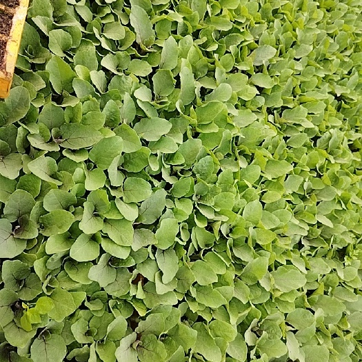 茄子苗优质品种大量现苗供应烧烤茄紫茄产量高