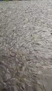 昆明鱼苗基地