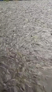 楚雄市昆明鱼苗基地