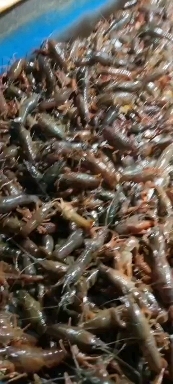 江陵县小龙虾全国发货