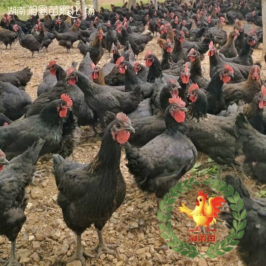 衡阳出售黑土鸡苗黑鸡放养虫子鸡下蛋鸡