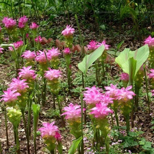 灵山县广西莪术种子蓬莪术头莪茂广郁金种苗
