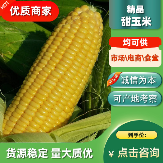 徐闻县水果玉米鲜玉米太阳花金银玉糯玉米 满顶无虫 电商货市场货