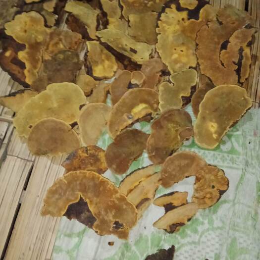 盈江县桑黄