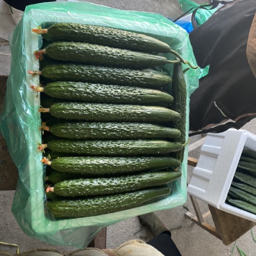 寿光市黄瓜，寿光产地，大量现货，欢迎各位老板来电洽谈咨询！