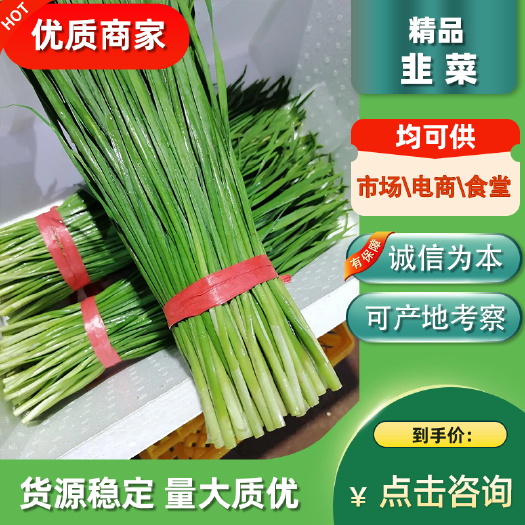 徐闻韭菜 大叶韭菜 沙土韭菜 茎粗叶大 无干尾可清洗可散装