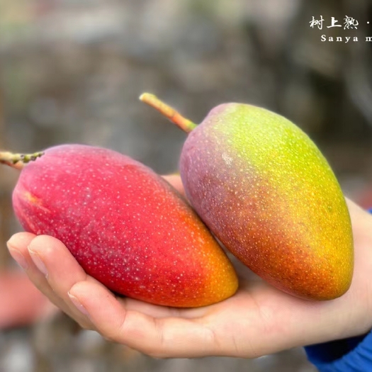 海口海南树上熟贵妃芒七彩芒水份多香甜可口