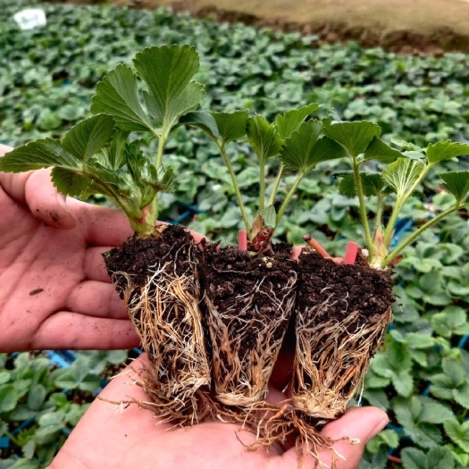 长丰县红颜草莓苗