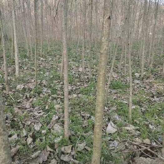 汉中4公分毛叶山桐子