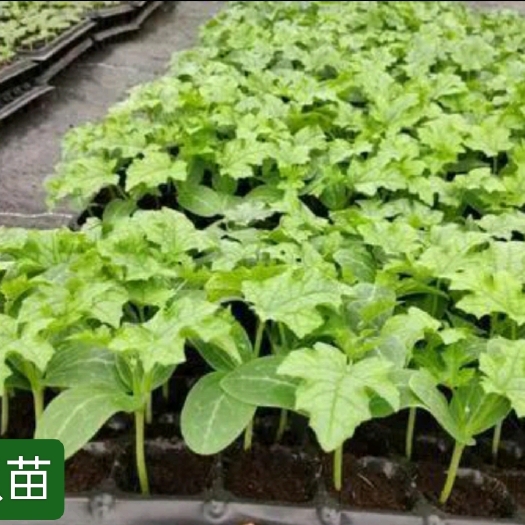 沭阳县丝瓜苗，中绿丝瓜苗，产量高。基地直发，全国发货。