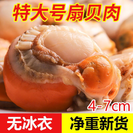 特大号扇贝肉新鲜冷冻扇贝全贝虾夷贝蒜蓉扇贝水产批发1斤5