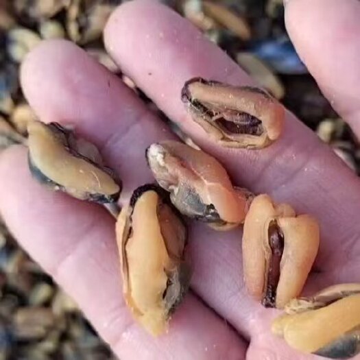 滨州海虹干，贻贝淡菜干！十足干！干净无沙颗粒饱满！吃前多泡一会！