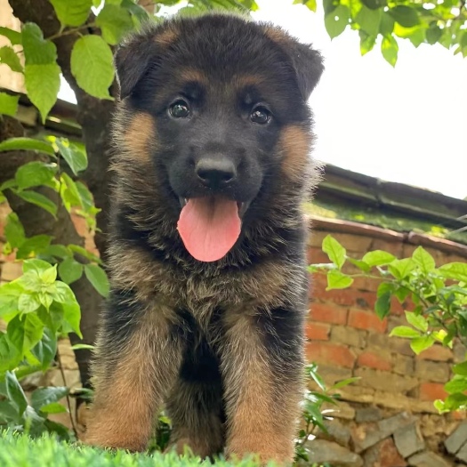 嘉祥县出售德牧幼犬疫苗以打好，