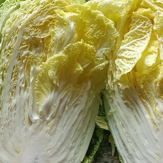 建瓯高山黄心大白菜！！！！！！！！！！！