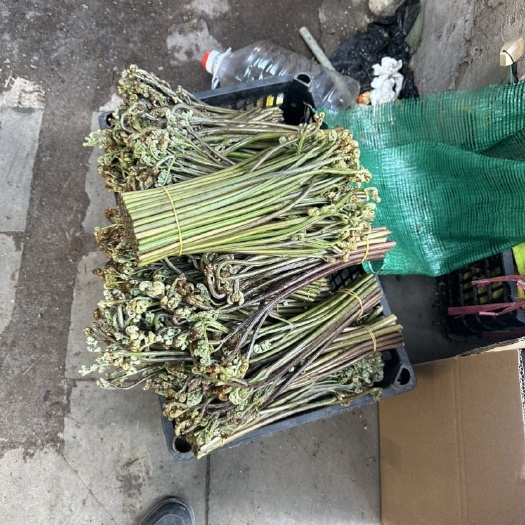 习水县新鲜蕨菜量大从优