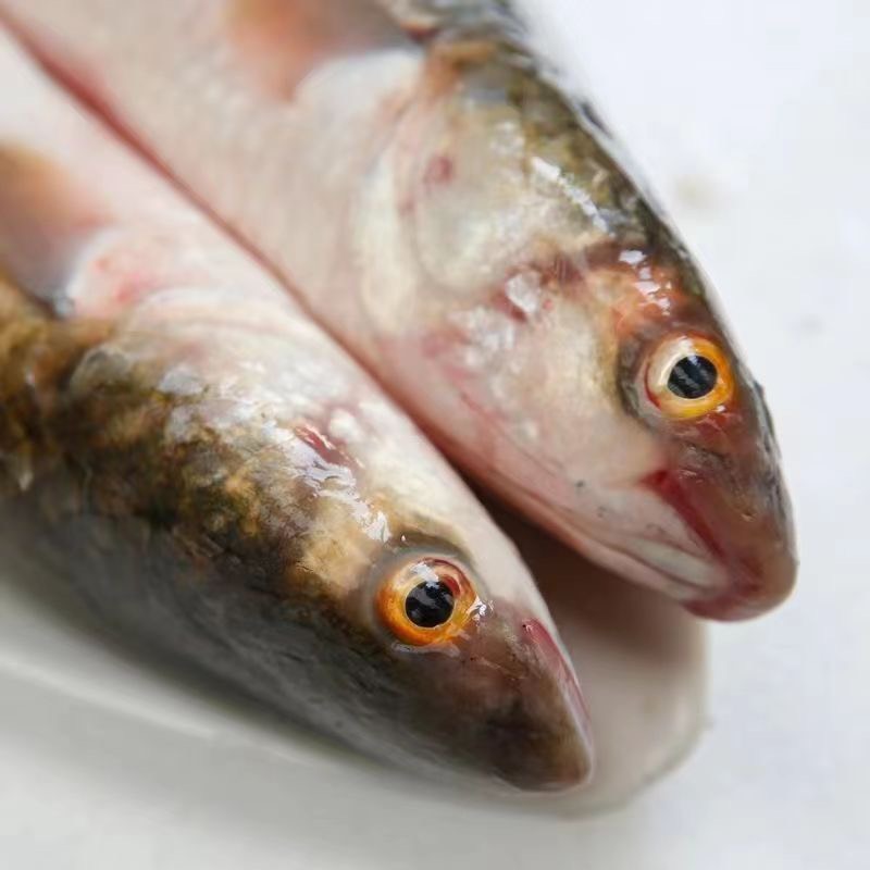 特大号梭鱼新鲜鱼鲻鱼乌头鱼红眼梭子鱼新鲜支鱼海鲜海鱼冰鲜