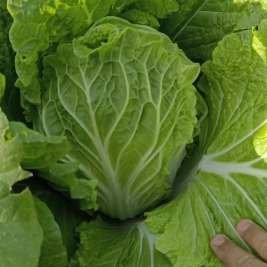 山东黄心大白菜大量上市