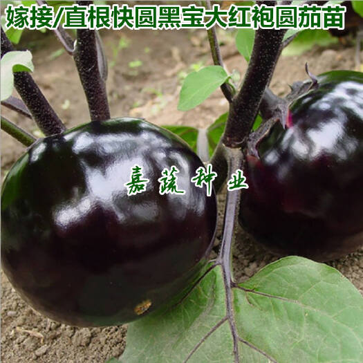 寿光市嫁接黑圆茄苗，紫萼长茄苗，绿萼长茄苗，抗病性好，产量高