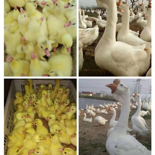 沭阳县大种三花鹅苗包防疫包技术包运输