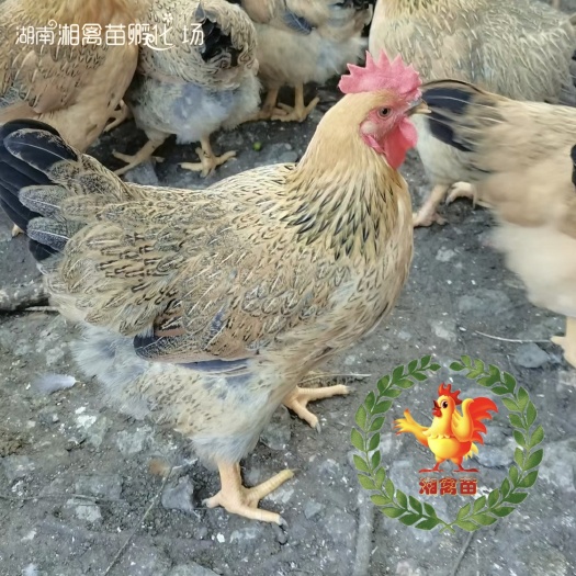 衡阳出售良凤花鸡苗麻鸡母产蛋大个量大优惠
