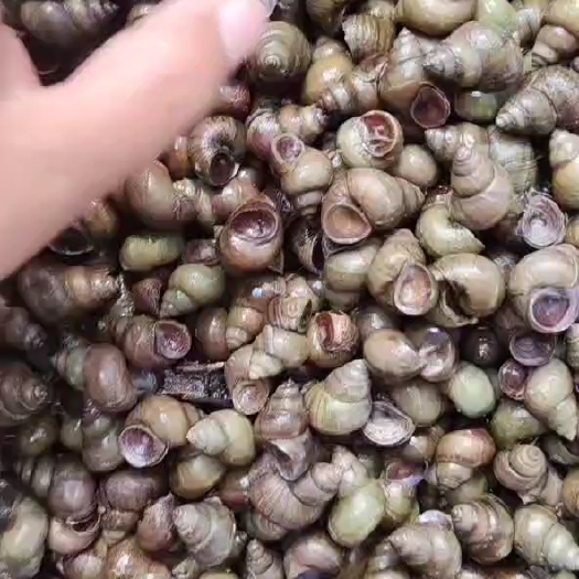 天津田螺石螺米螺飘螺食用螺