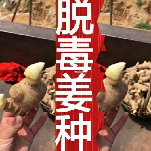 沂水县【脱毒种子-368生姜种】亩产过万、易管理、物流全国发货