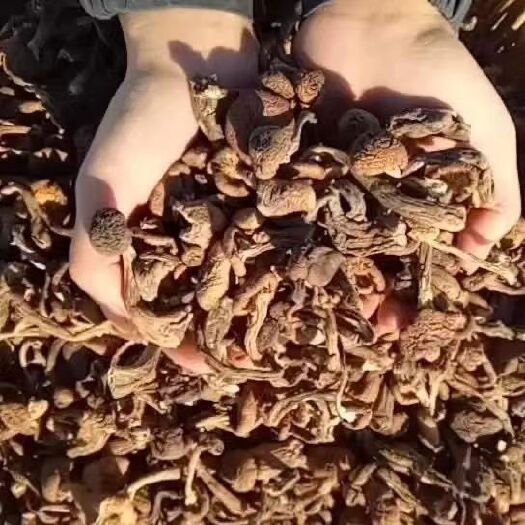 青龙县农村特产榛蘑丁新货野生蘑菇新货批发榛蘑小鸡炖蘑菇香菇非净重