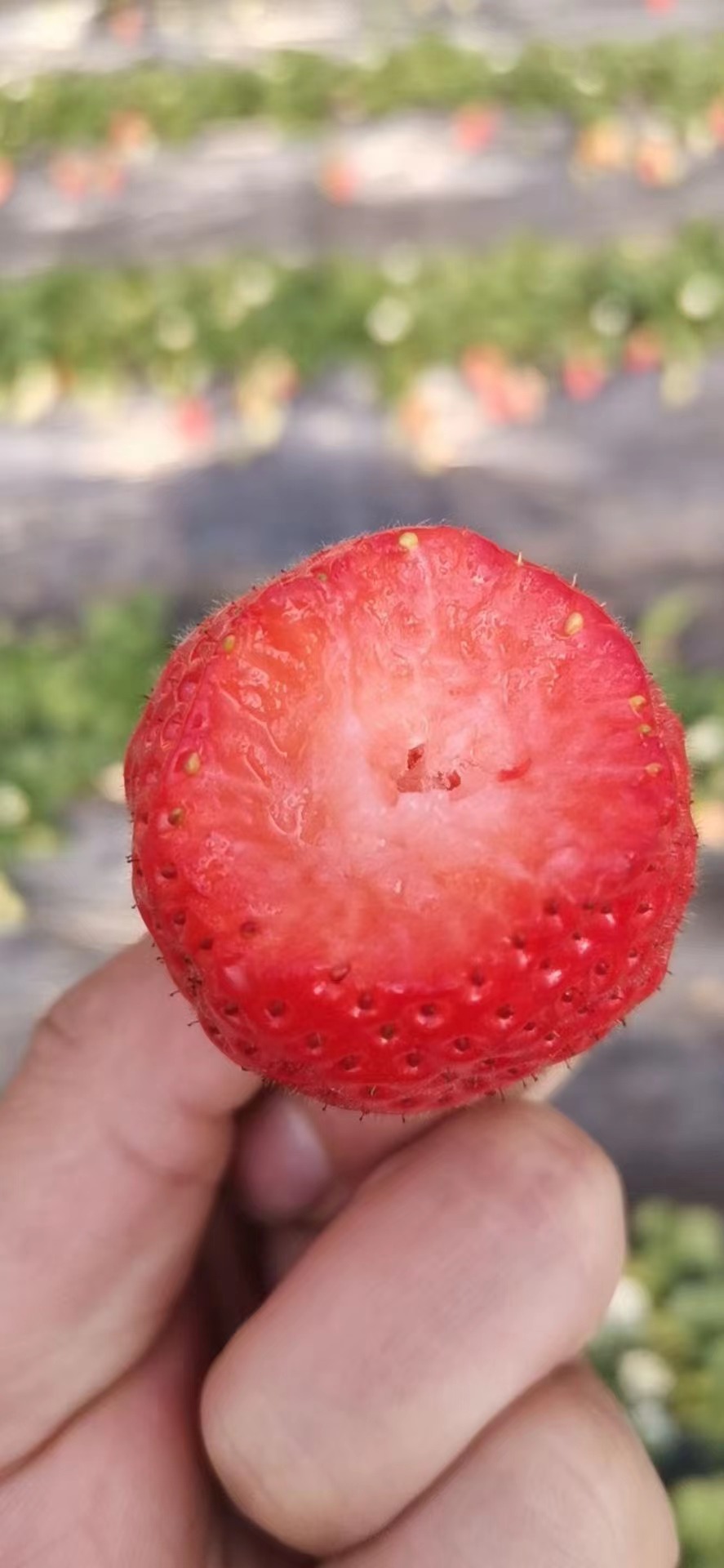 海藻生物菌肥