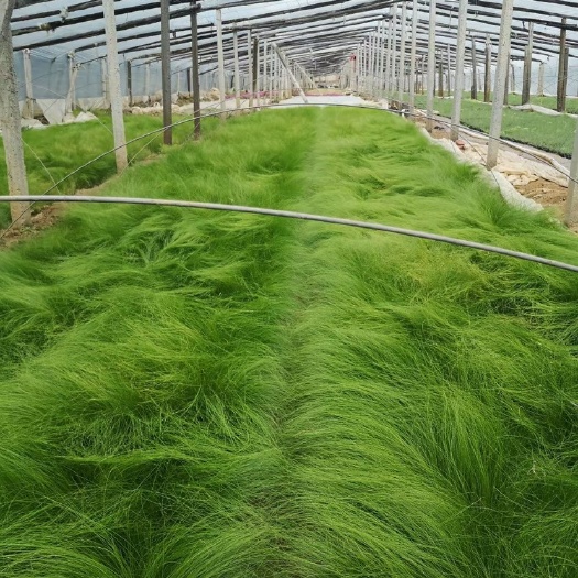 长沙细叶针芒