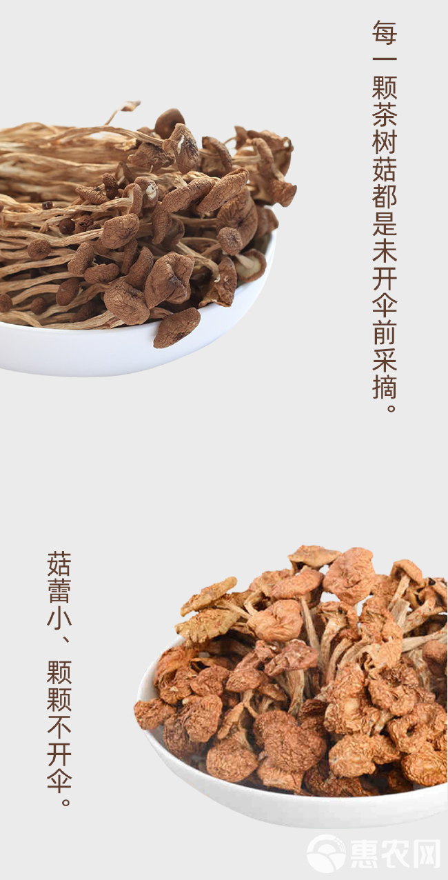 珍佰粮茶树菇130g/袋 福建特产 茶树蘑菇 煲汤炒菜火锅食