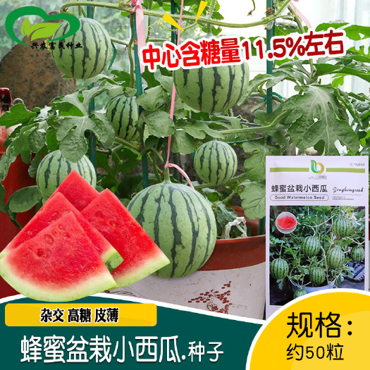 河间市蜂蜜盆栽小西瓜种子农田菜园庭院作物水果红壤小西瓜种子