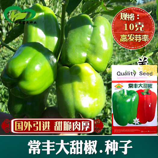 河间市灯笼椒种子四季播种甜辣椒种子菜椒种籽大肉厚田园四季蔬菜种