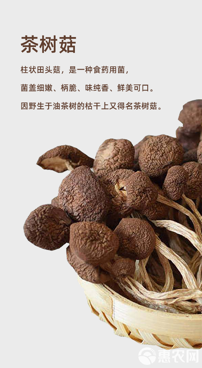 珍佰粮茶树菇130g/袋 福建特产 茶树蘑菇 煲汤炒菜火锅食