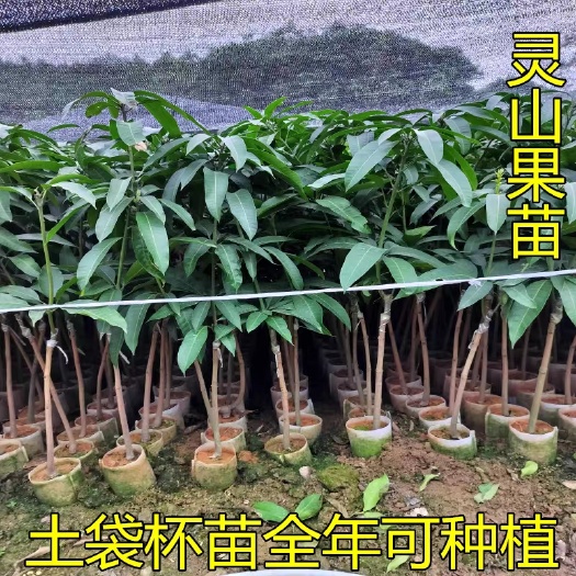 灵山县金煌芒果苗  芒果树苗营养杯苗