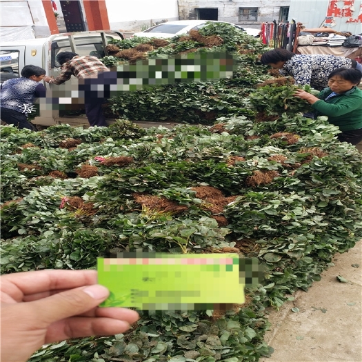 济南草莓苗 基地常年培育脱毒草莓苗 红颜 隋珠 章姬 奶油天仙醉
