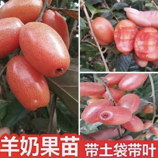 灵山县羊奶果德甜二号新品纯甜特大果树耐寒叶云南羊奶果南方种植果树苗