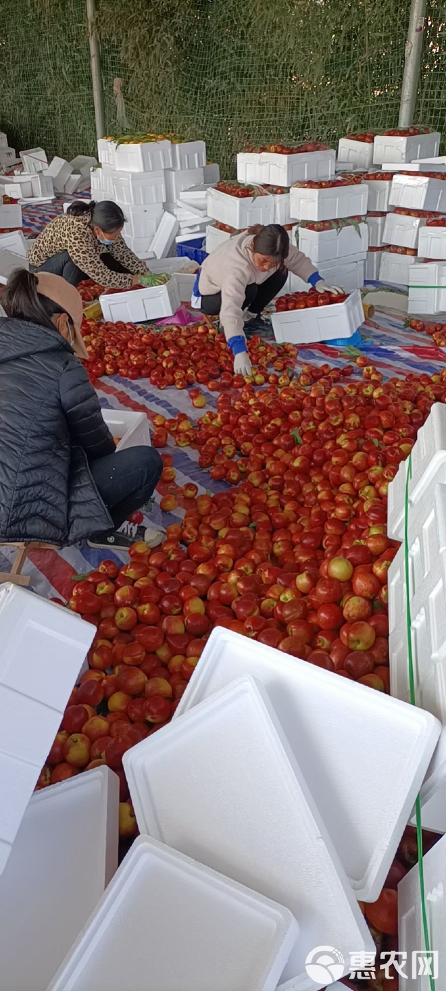 山东油桃产地莒县大棚油桃批发市场油桃大量供应