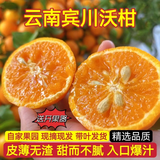 宾川县云南沃柑大理产地直发橘子应季水果现摘包邮